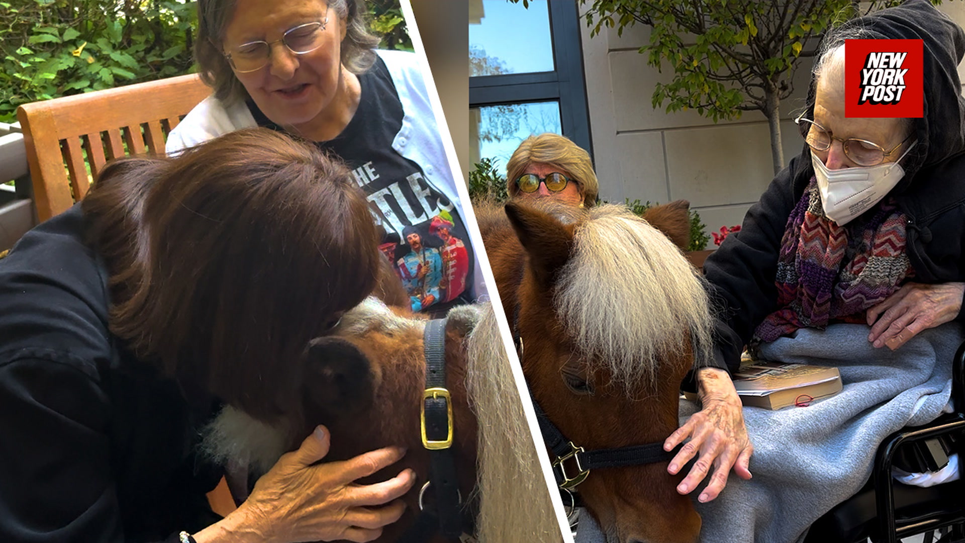 Mini therapy horses lift spirits at an Upper East Side assisted living ...