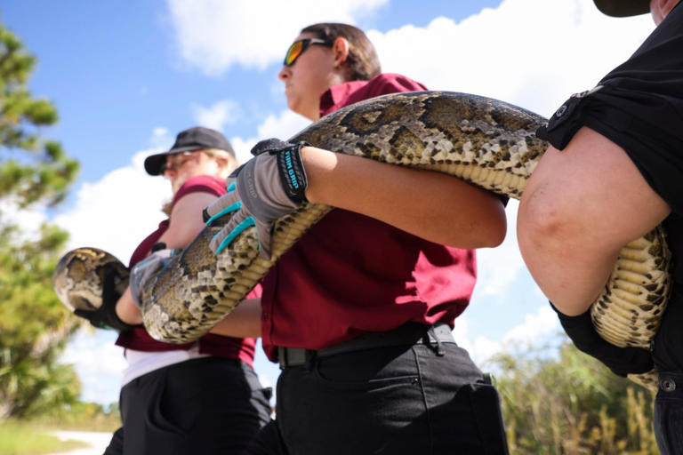 Florida solves invasive python problem by transforming apex predators ...