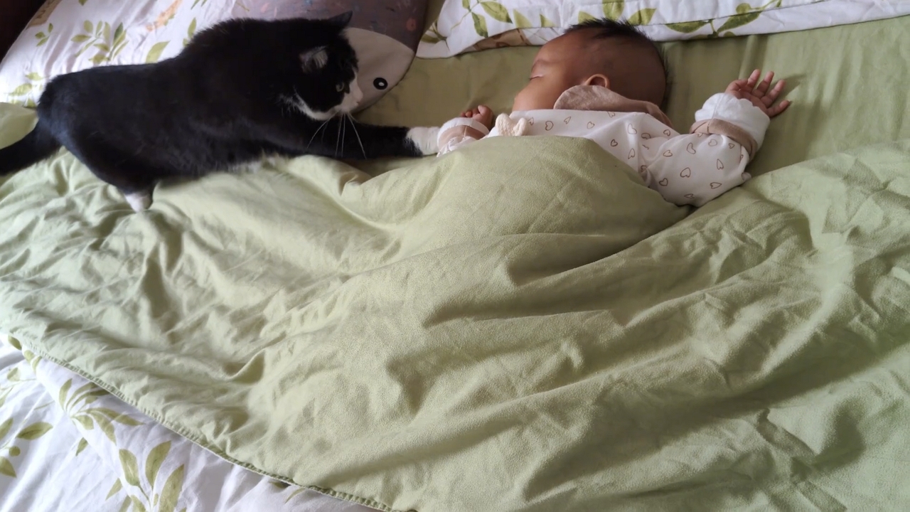 Adorable cat gently wakes sleeping baby in Yunnan, China