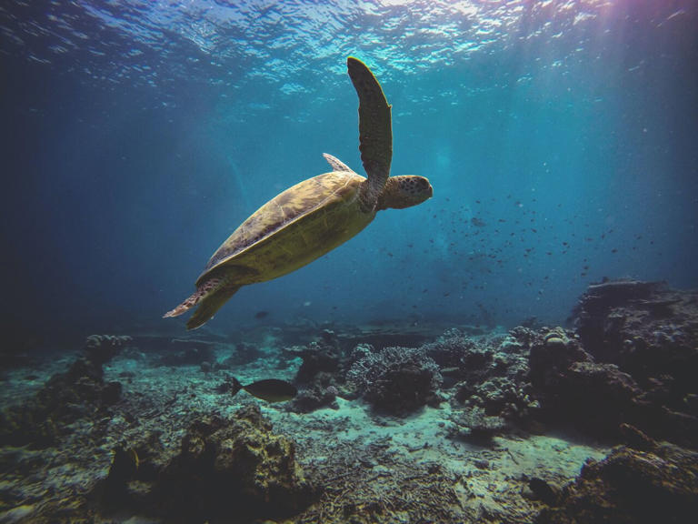 Advancing sea turtle conservation strategies by locating the highest ...