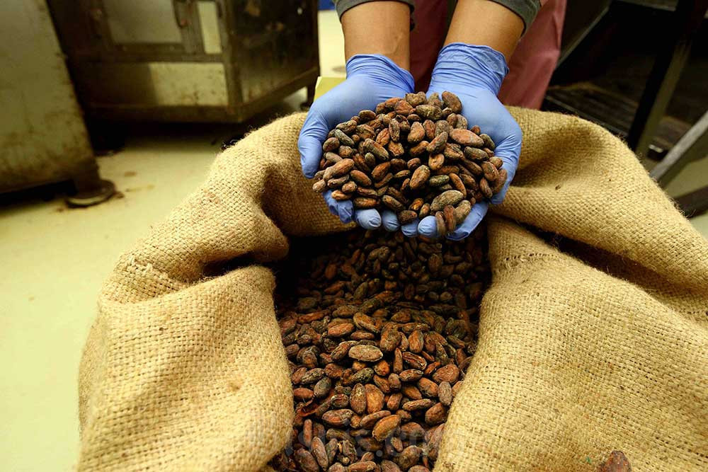 Krisis Pasokan Kakao, Pabrik Lokal Tumbang