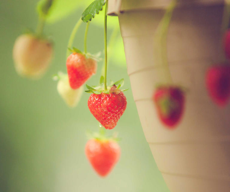 You can grow berries in containers in small spaces – here are the 5 ...