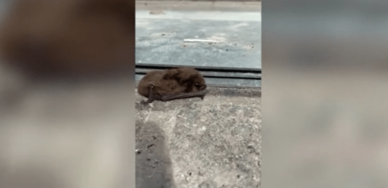 Dozens of grounded bats spotted in downtown OKC