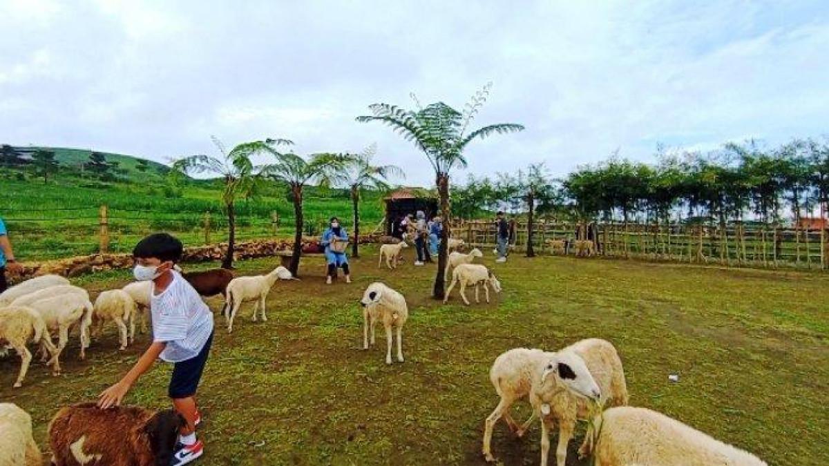 Menggala Ranch di Cilongok Banyumas,Jawa Tengah Wisata Edukasi Ala New ...