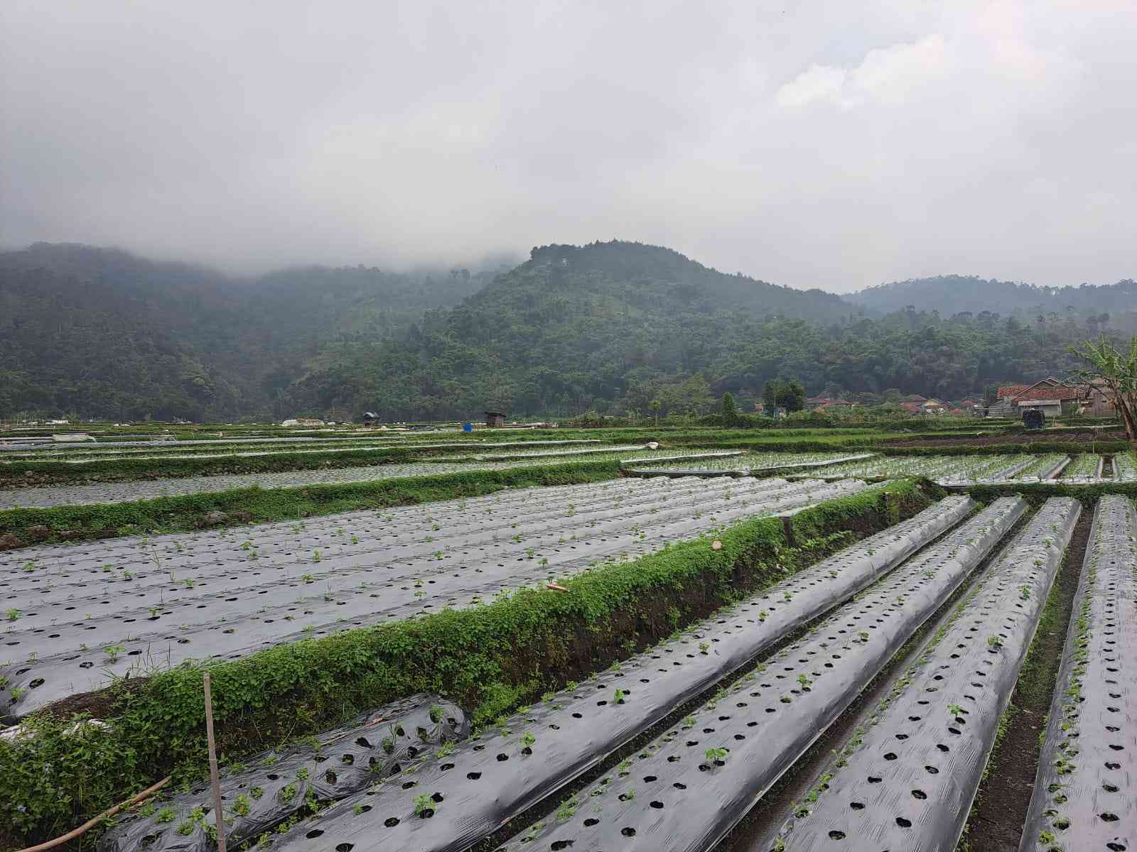 4 Langkah Berani Lepas Dari Utang Pertanian