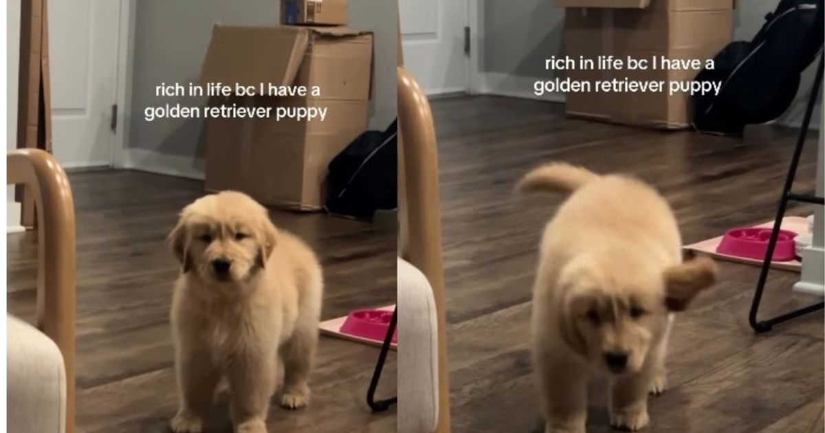 Golden Retriever Puppy Is Owner's True Treasure in Cute Video