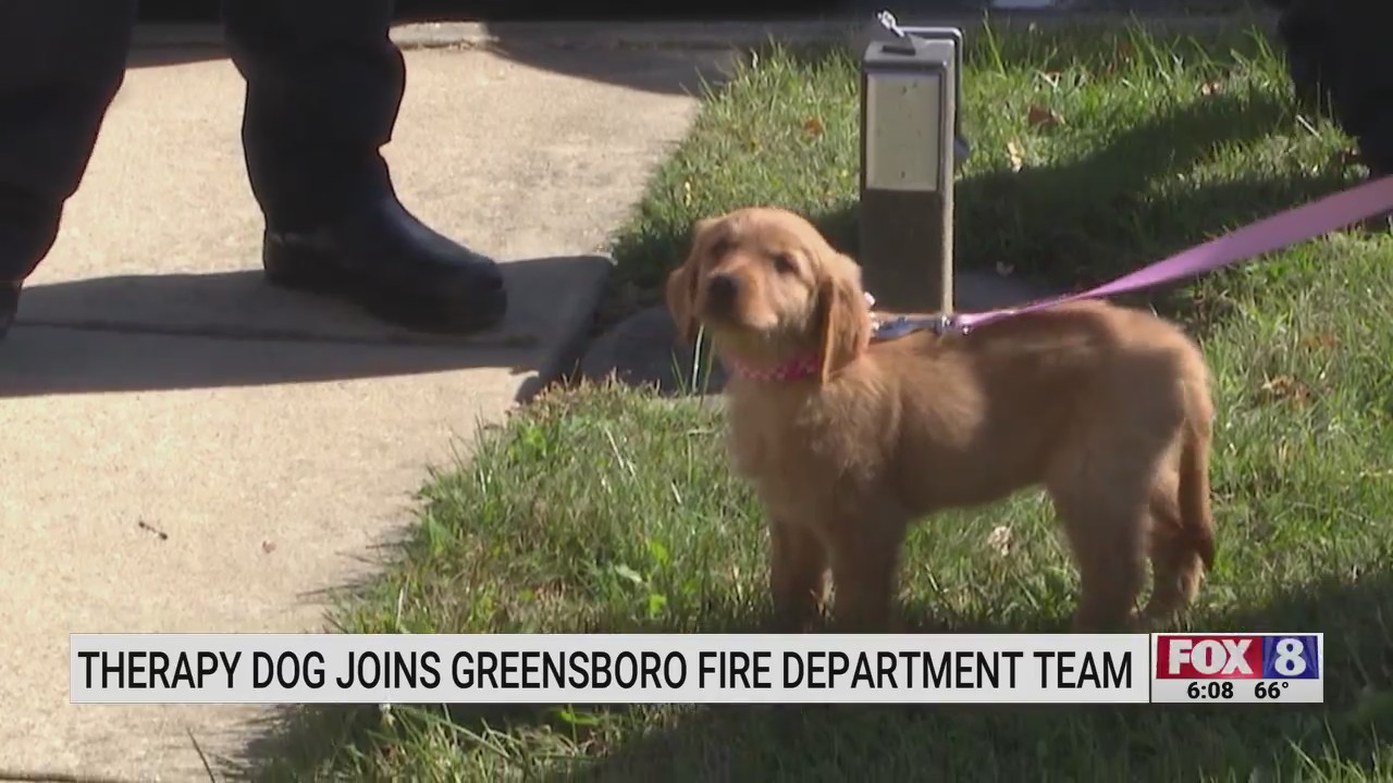 Therapy dog joins Greensboro Fire Department team