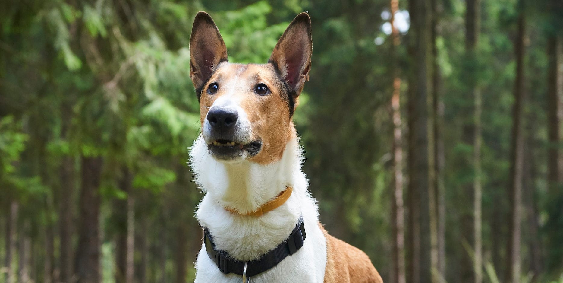 6 Friendliest Dog Breeds that Love People