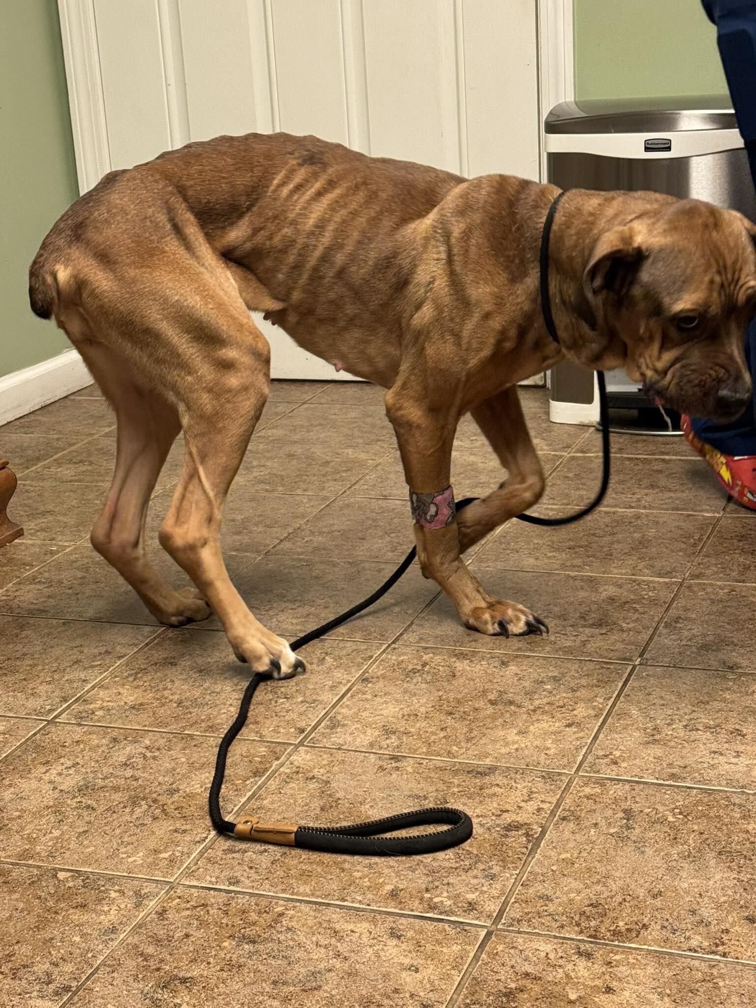 Woodbridge Animal Control asks for help saving dog in critical condition