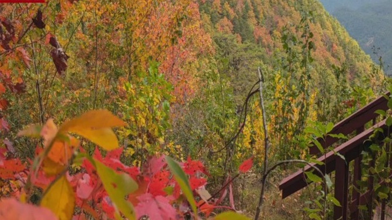 North Georgia fall colors finally explode into peak season