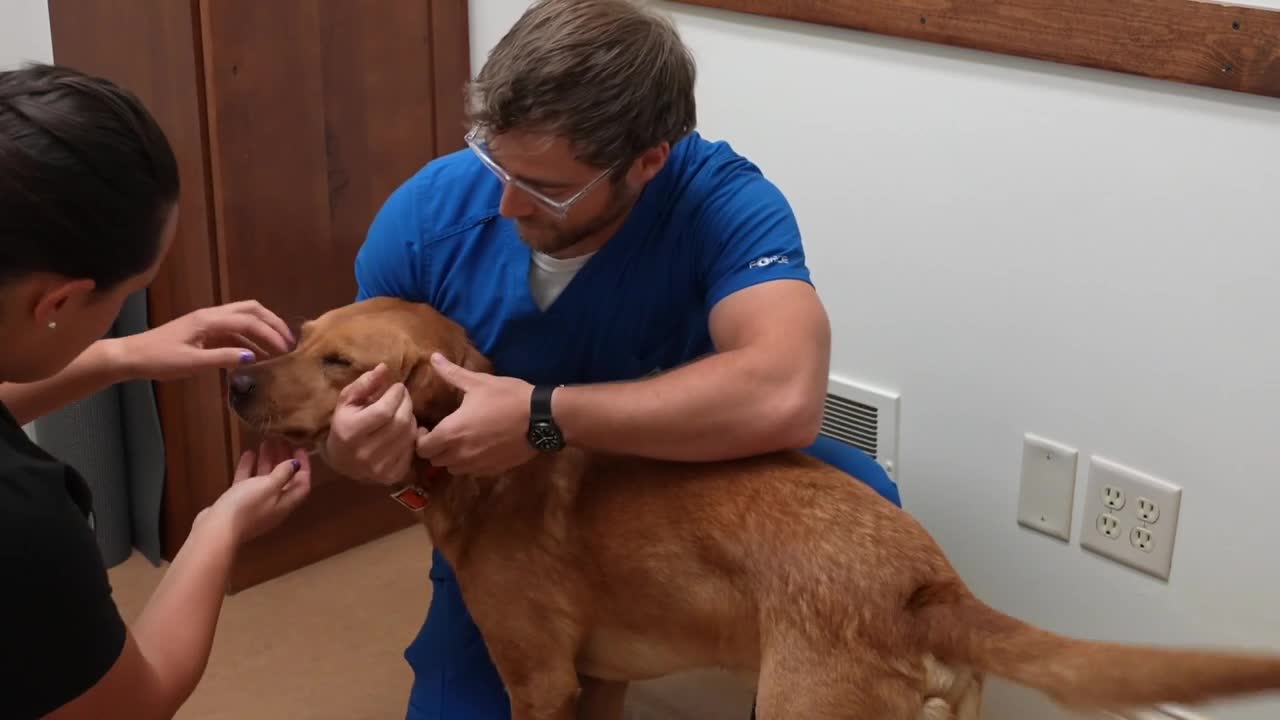 Deadly strep zoo outbreak hits Bozeman dog daycare, veterinarians warn(00)