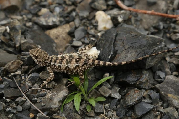 Kadal Baru dengan Lidah Emas!