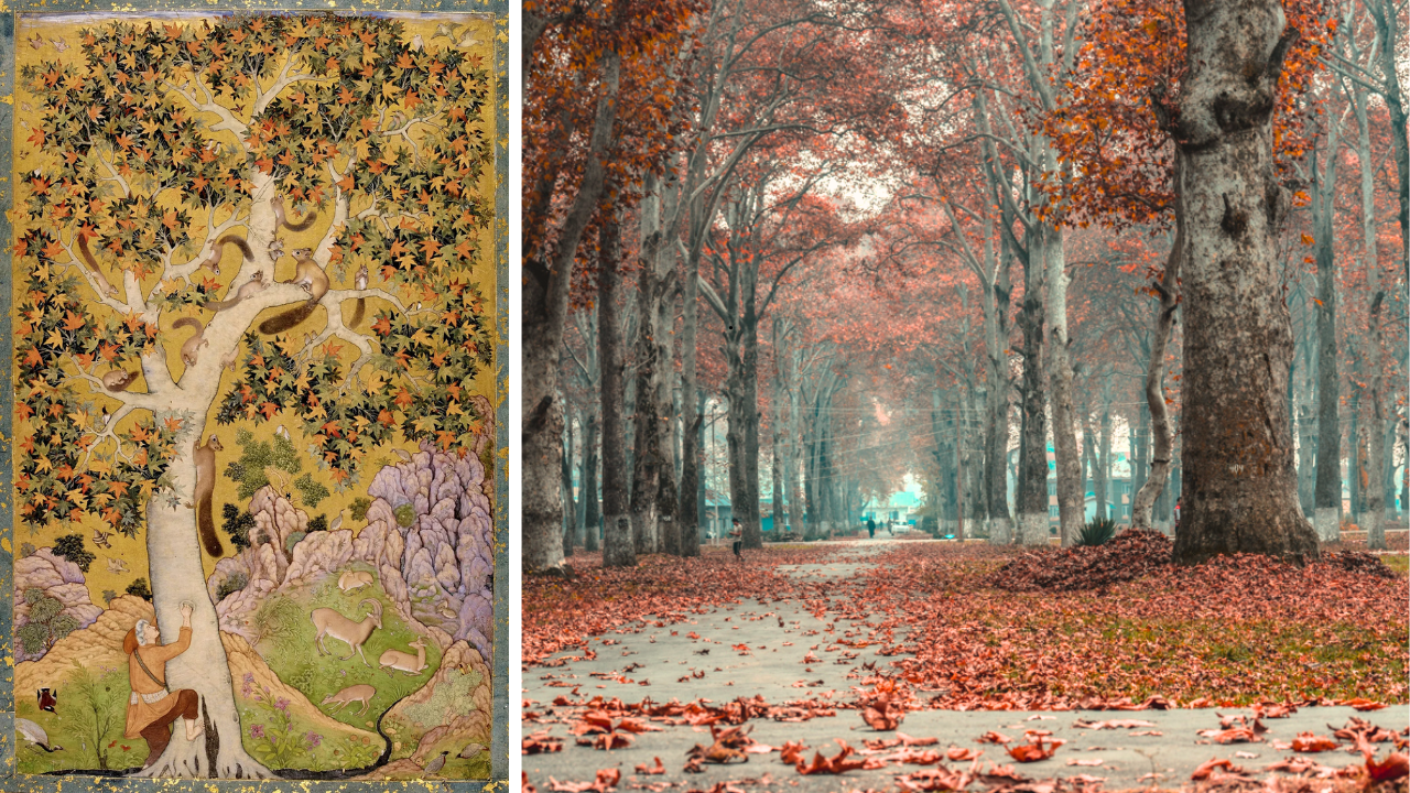 The Fascinating History of Kashmir's Most-Loved Chinar Trees Who Now ...