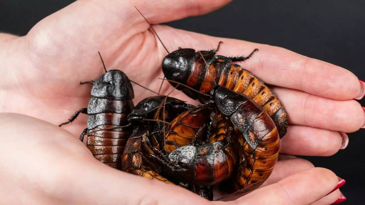 Cockroach gold business: How countries are turning these pests into ...