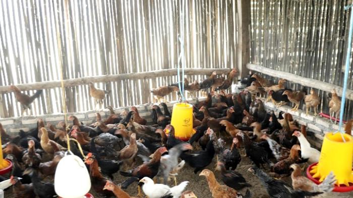 Bupati Franc Tumanggor Dukung Pengembangan Ternak Ayam Kampung Pedaging ...