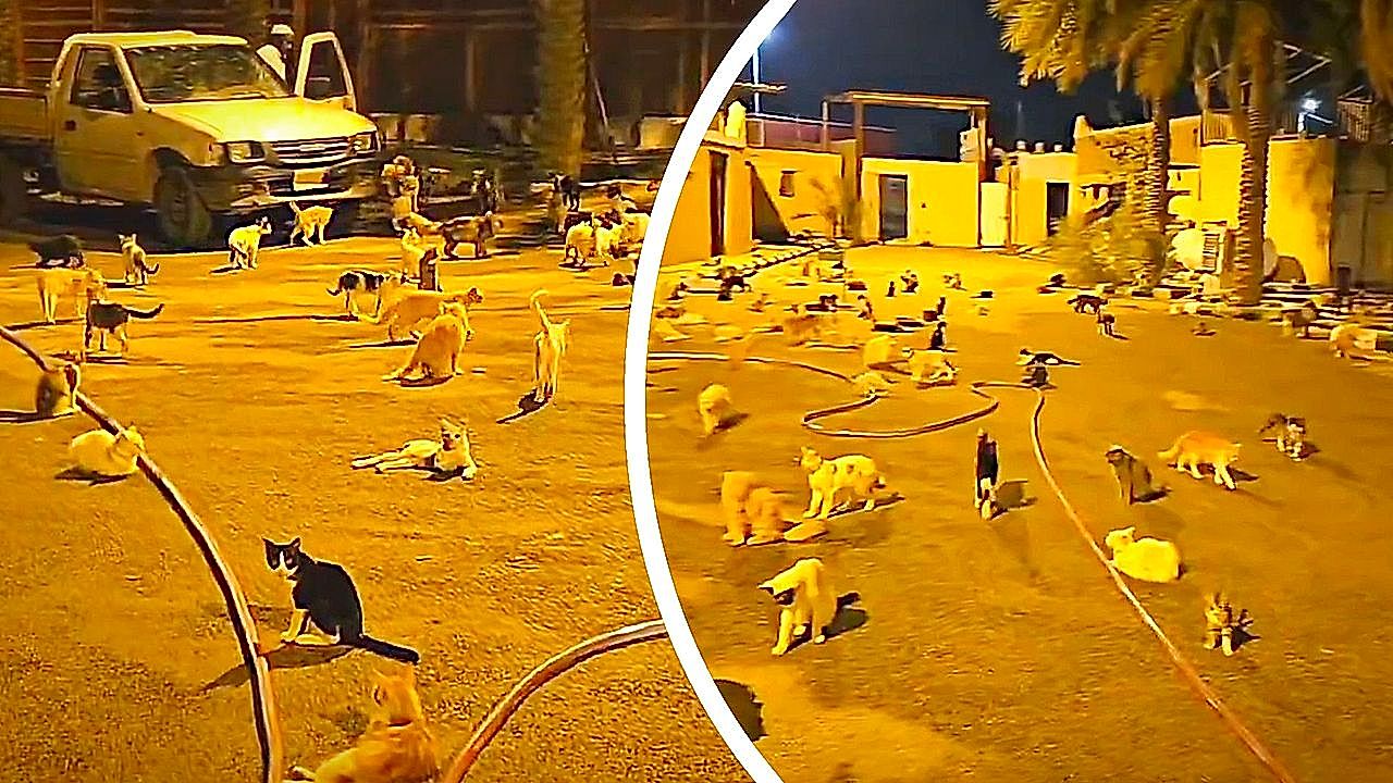 Hundreds of cats take over a street in Saudi Arabia and sleep without a ...