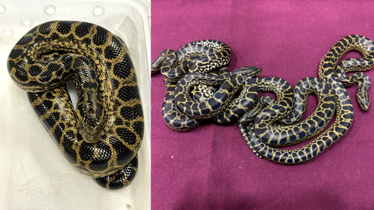 Wildlife smuggling bust: 154 exotic animals, including 4 baby anacondas ...