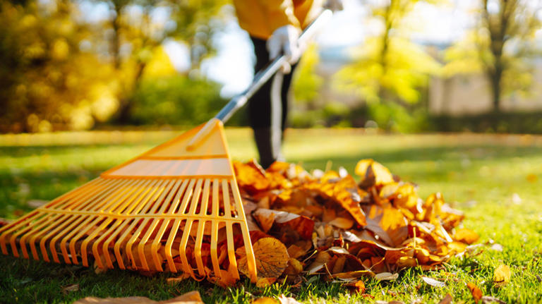 You've Been Using The Wrong Rake, And It Shows In Your Garden