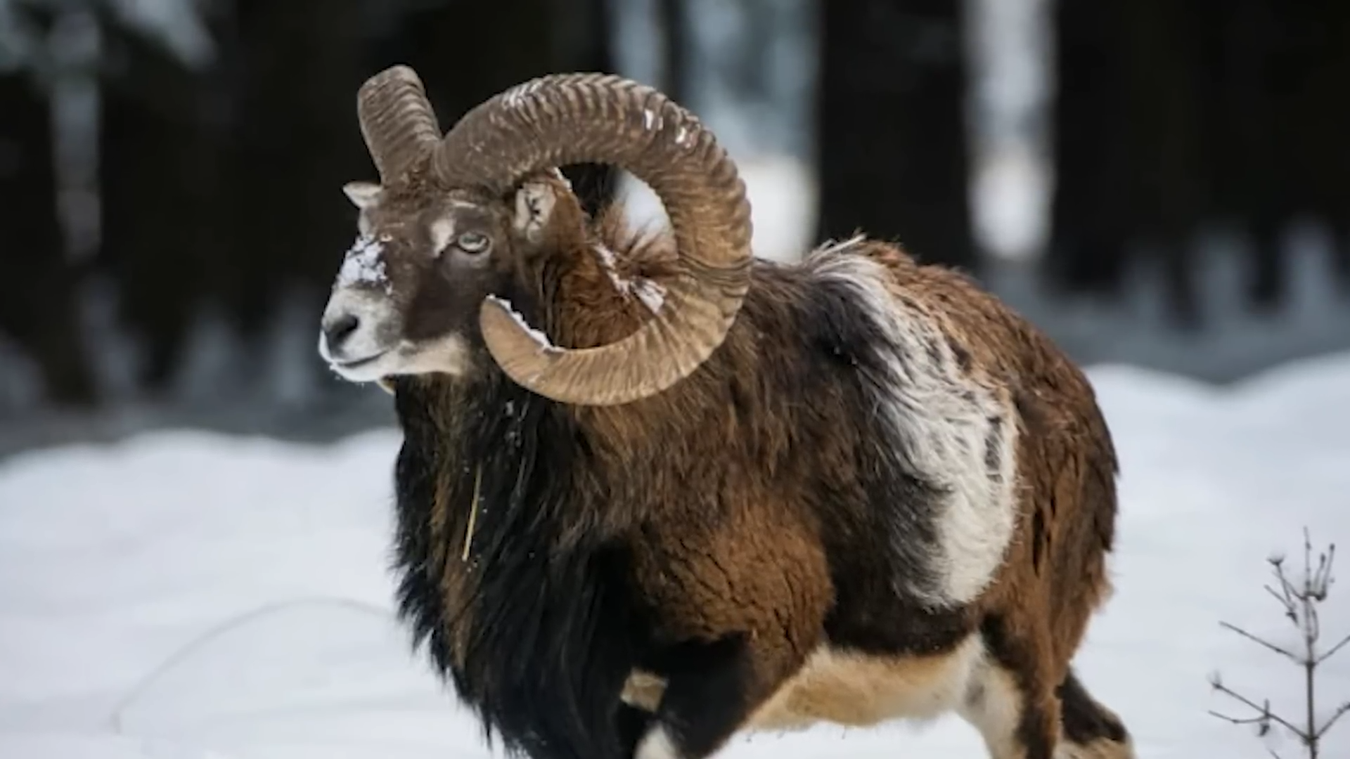 The Day Humans Took Control of the Animal Kingdom