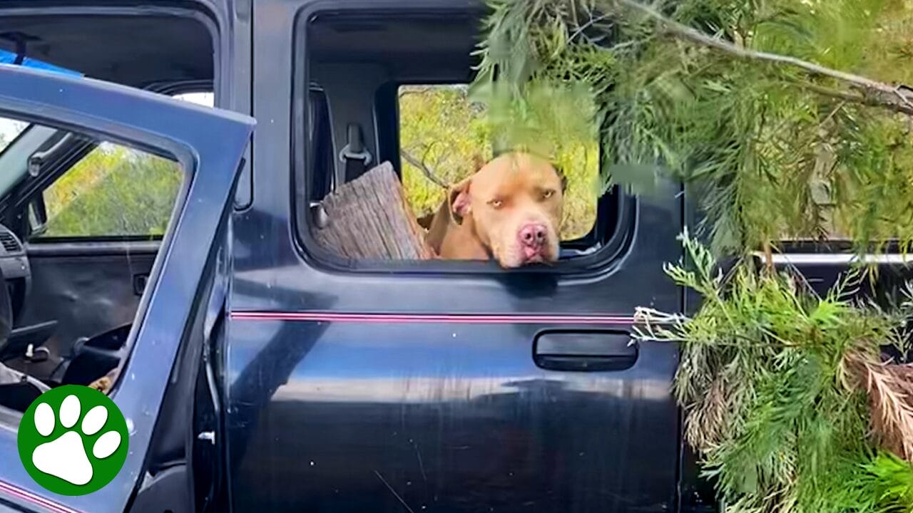 Pittie found in abandoned car has the sweetest reaction to being rescued<br><br>