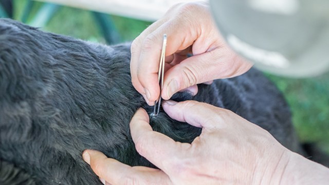 Veterinarian makes concerning discovery while removing ticks from dog ...