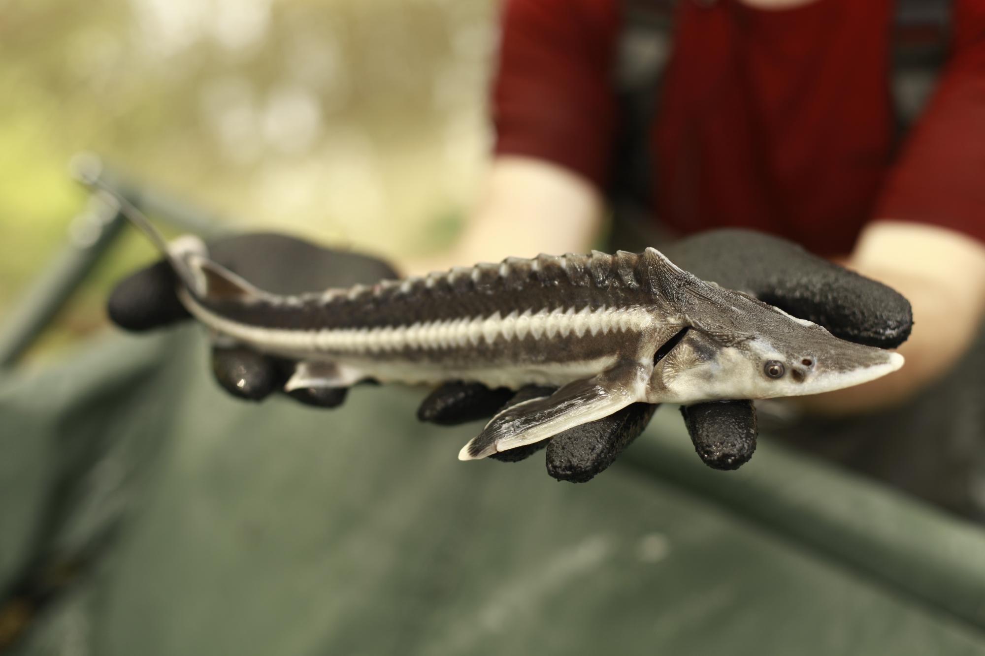 Ausgestorben geglaubter Stör in der Drau wiederentdeckt