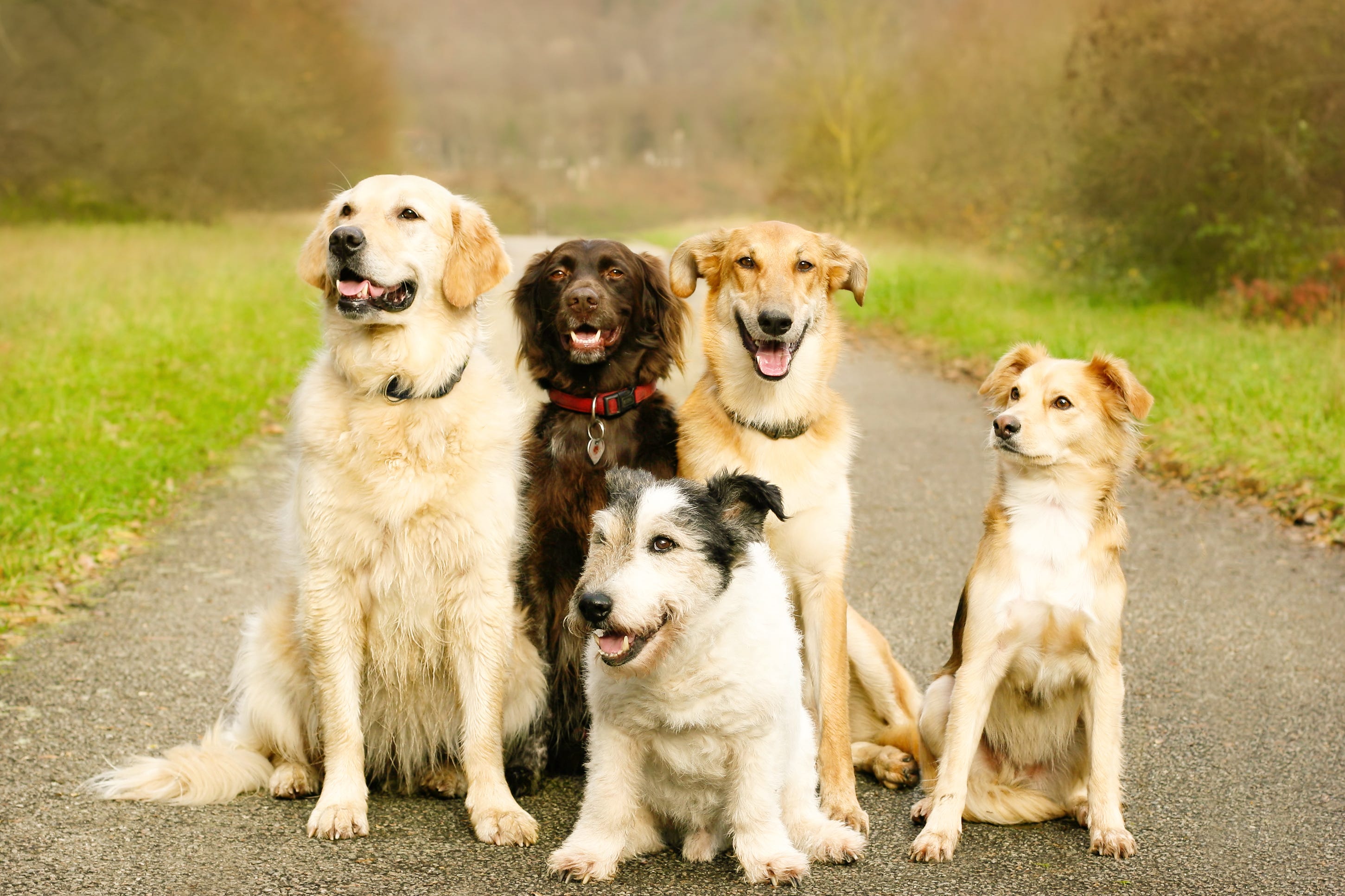 these-are-the-most-popular-dog-names-in-ny-did-your-pup-s-make-the-list