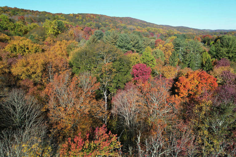 A look behind the science of why trees turn different colors during the ...