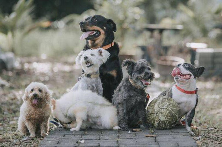 Vet shares five popular dog breeds she'd 'never choose to own'