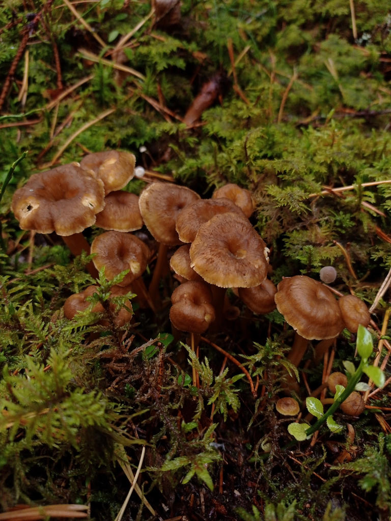 erota-herkullinen-suppilovahvero-myrkyllisest-suippumyrkkyseitikist