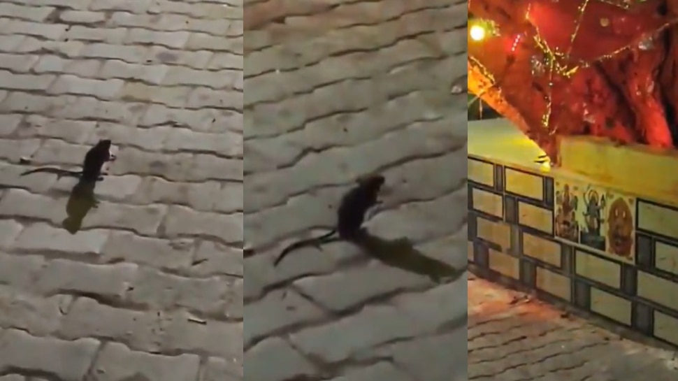 Rat Praying Video: దేవుడా నువ్వేకాపాడాలయ్యా.!. గుడిలో దండం ...