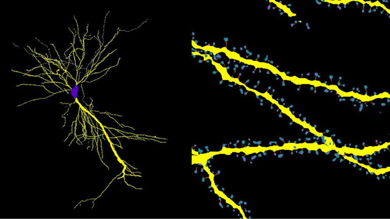Open-source software reveals complete 3D architecture of brain cells