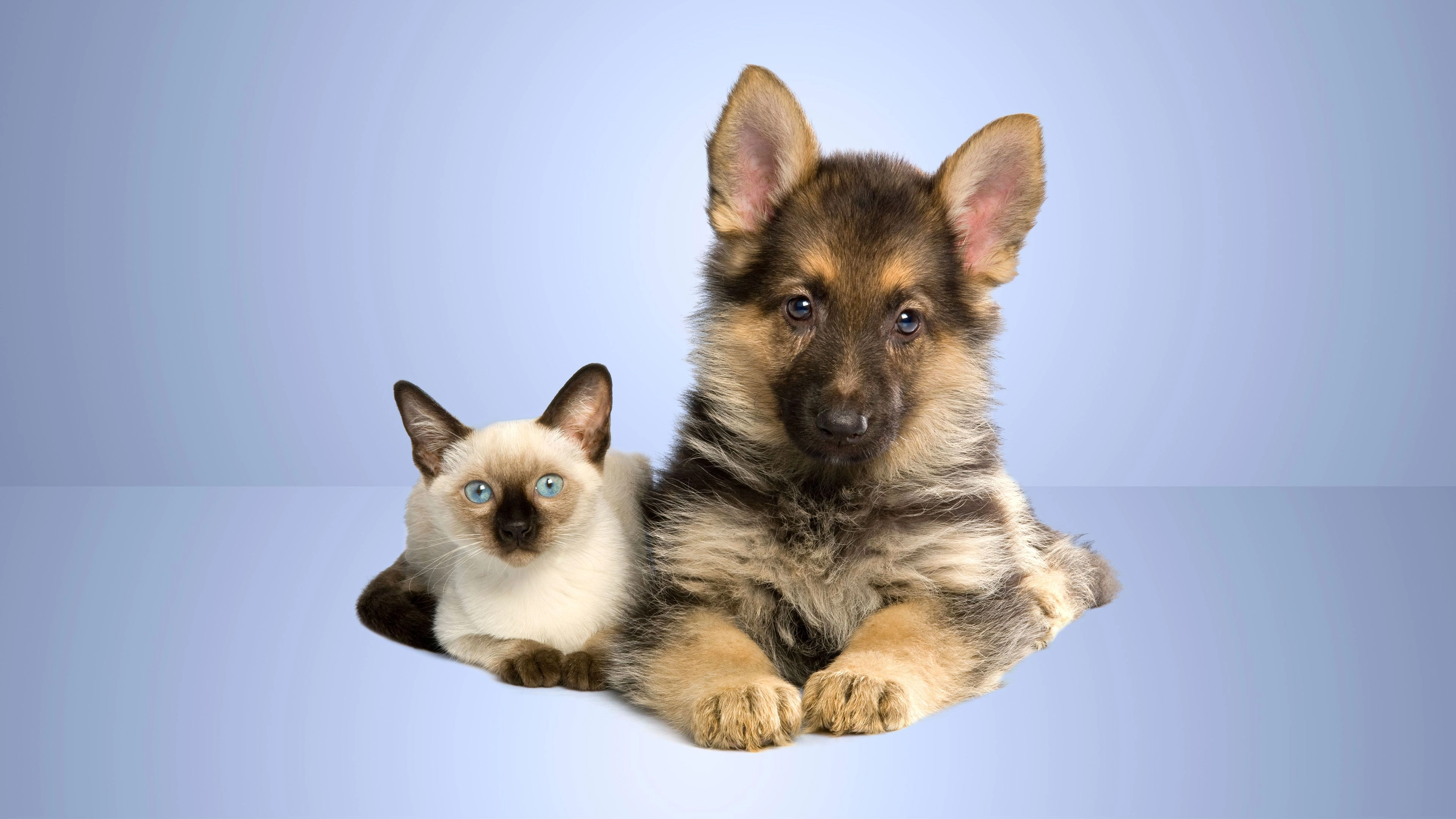 the-best-pet-insurance-in-illinois-2025