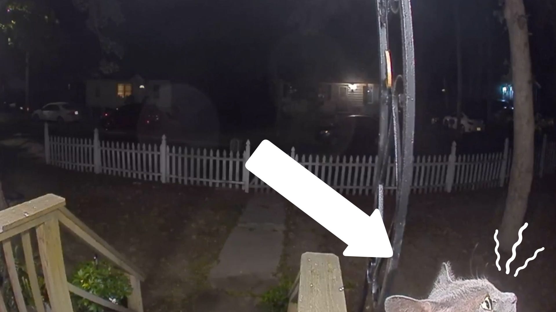 A missing cat rings the doorbell to come home, moment captured on Ring ...
