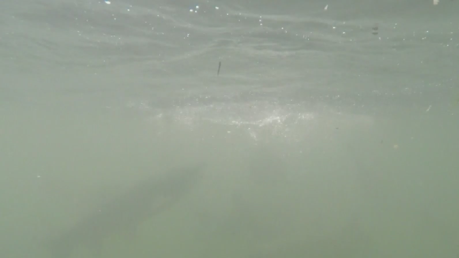 Bass fishing influencers speak out against Lake Austin hydrilla removal ...