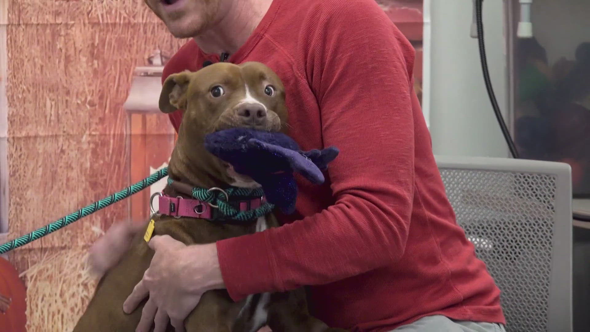 'Find your Boo' | City Dogs adoption special | Mike Polk Jr.