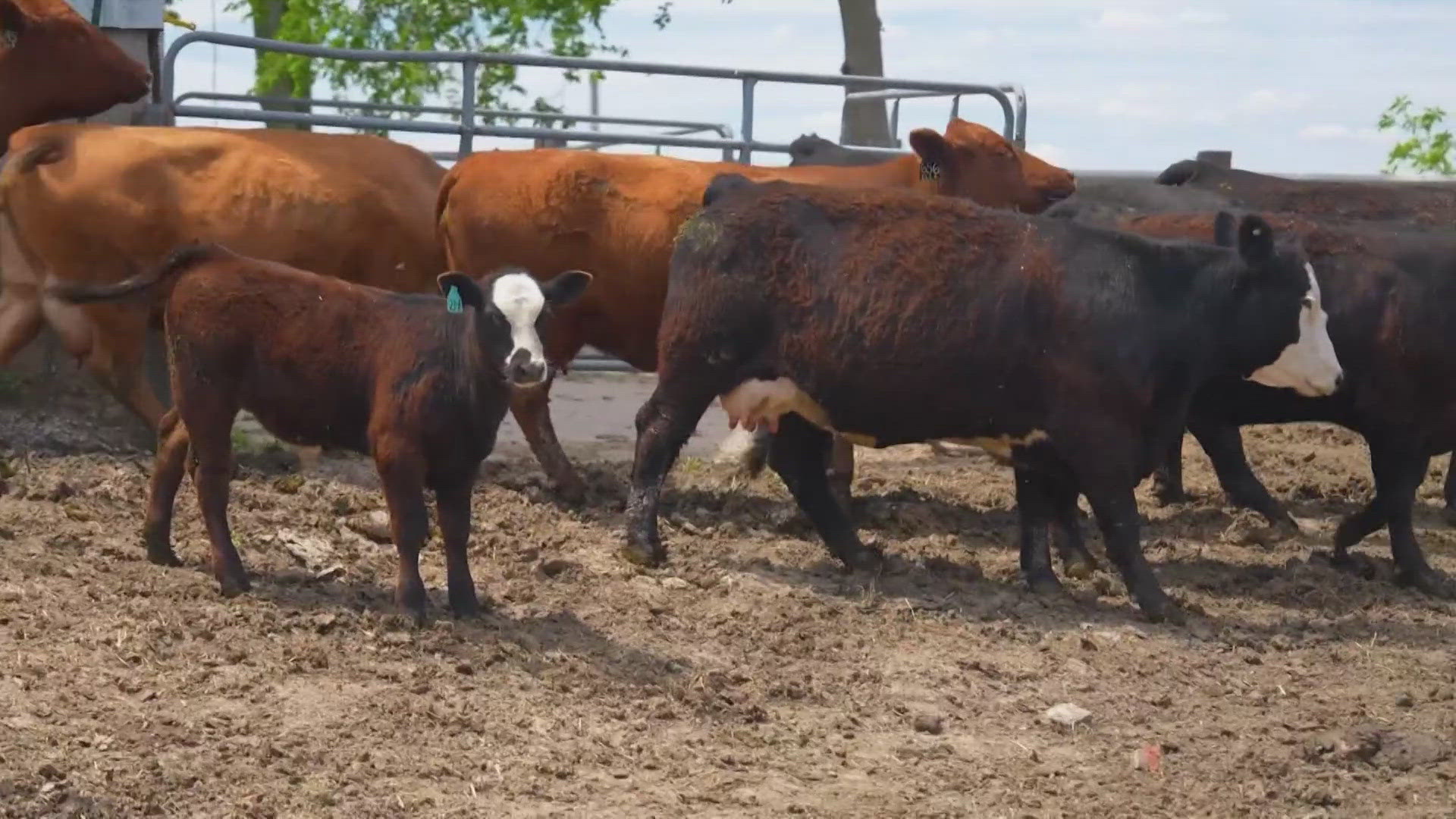 Approval pending for $3.1 million Tennessee Center for Agriculture ...