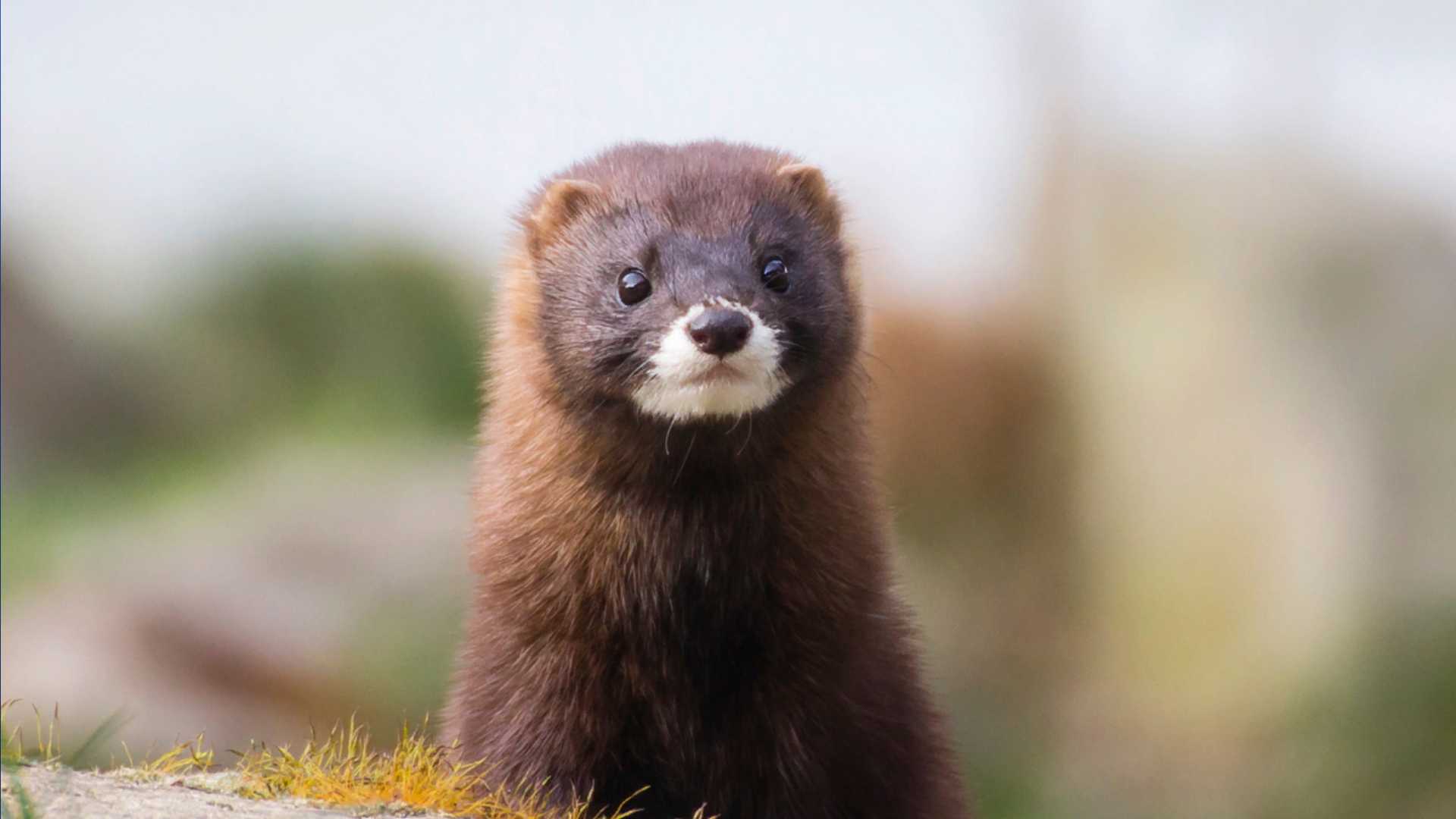 FBI is investigating after more than 1,000 minks released from Iowa farm