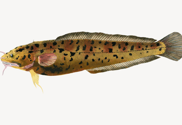 Ancient Fish Still Found In Canadian Rivers And Lakes