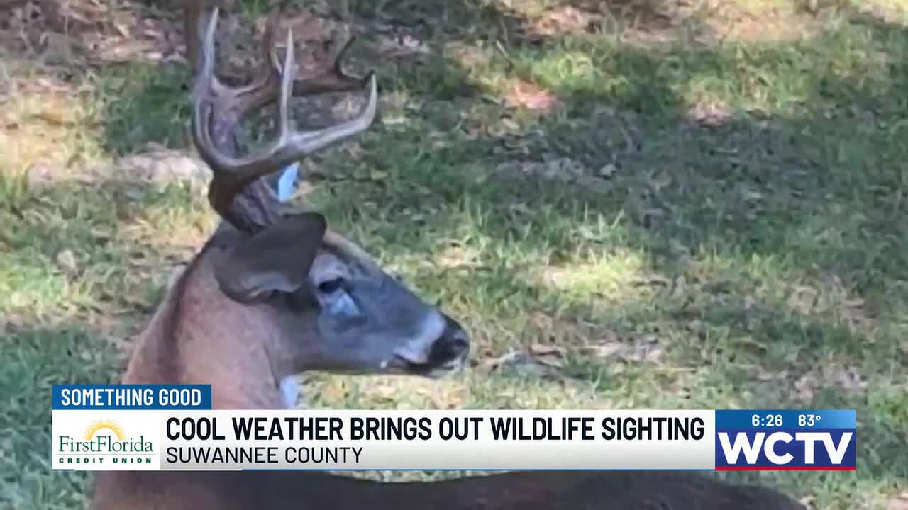Something Good Cool weather brings out wildlife sighting