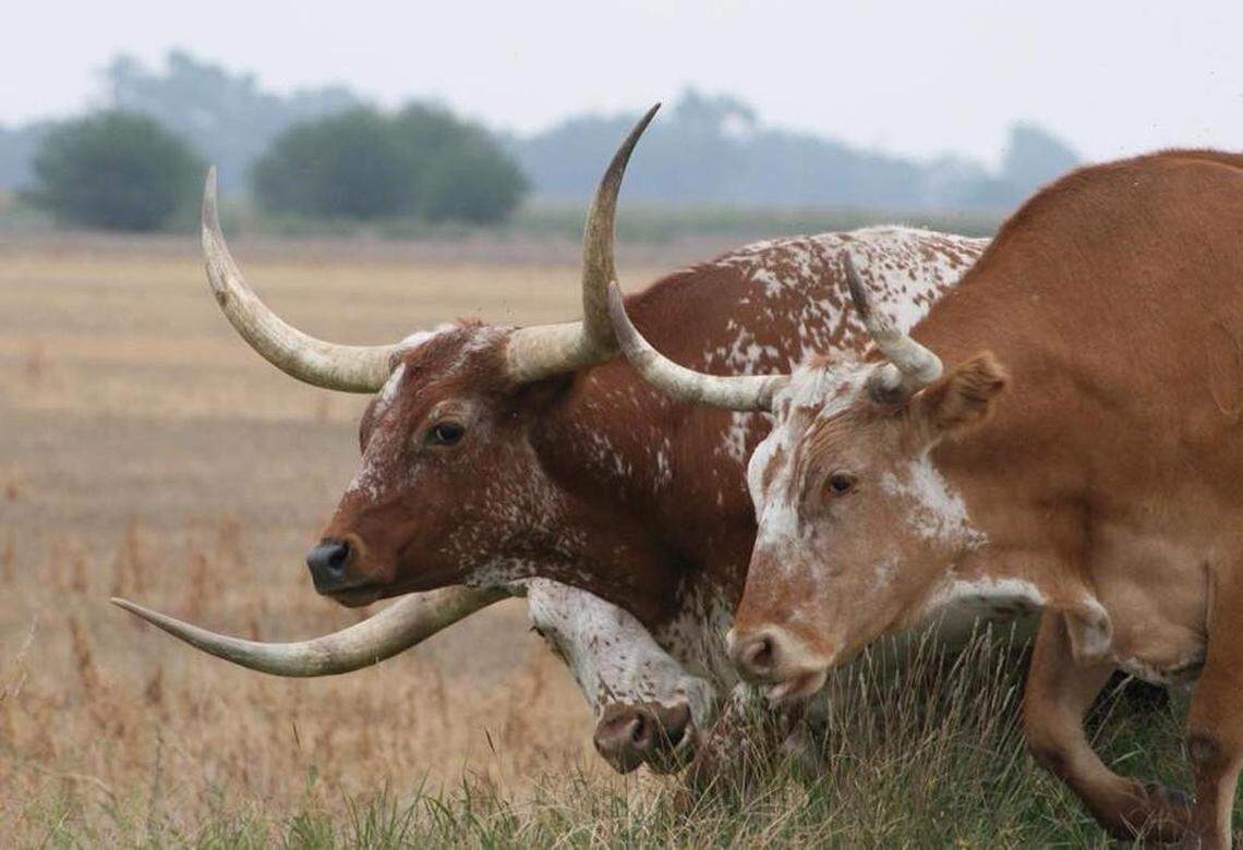 FBI 10 most wanted fugitive arrested in $220M Texas cattle sale fraud case