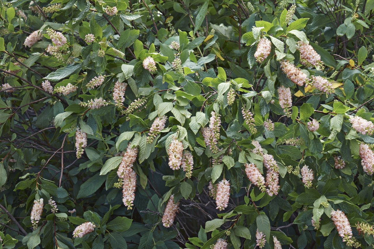 Clethra alnifolia shrub in bloom