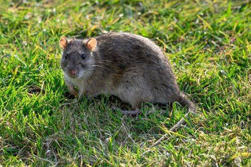 Get rid of rats in your garden using a simple kitchen item
