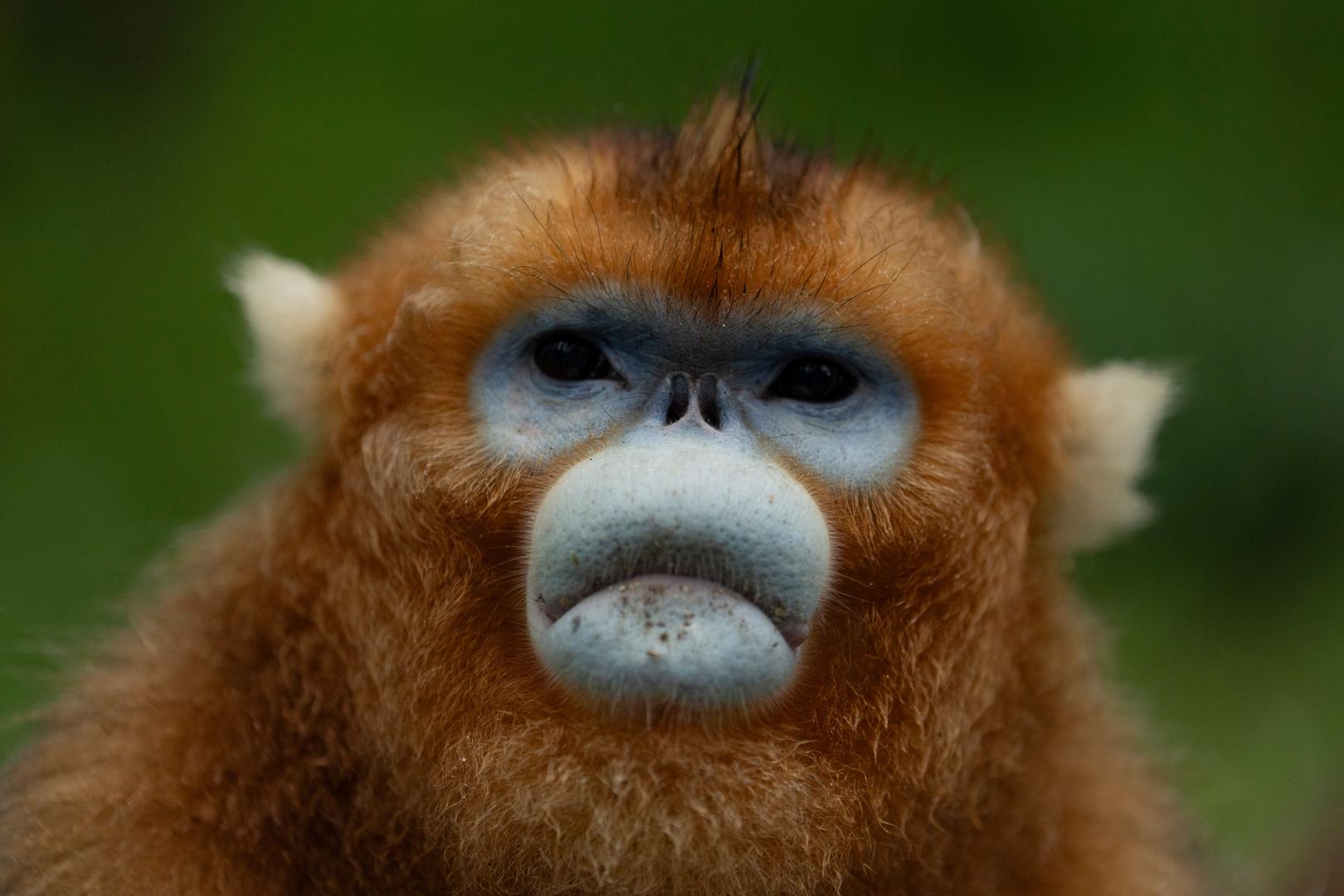 A once critically endangered monkey has seen a promising population rebound