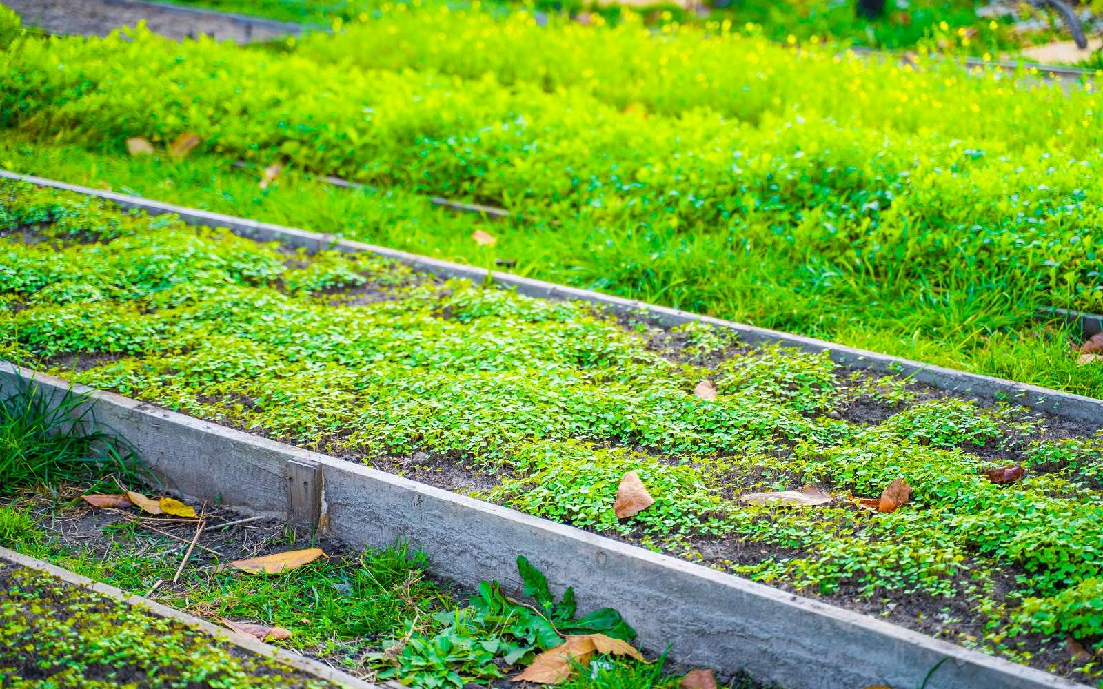 Quand et comment semer les engrais verts au potager en automne — free download