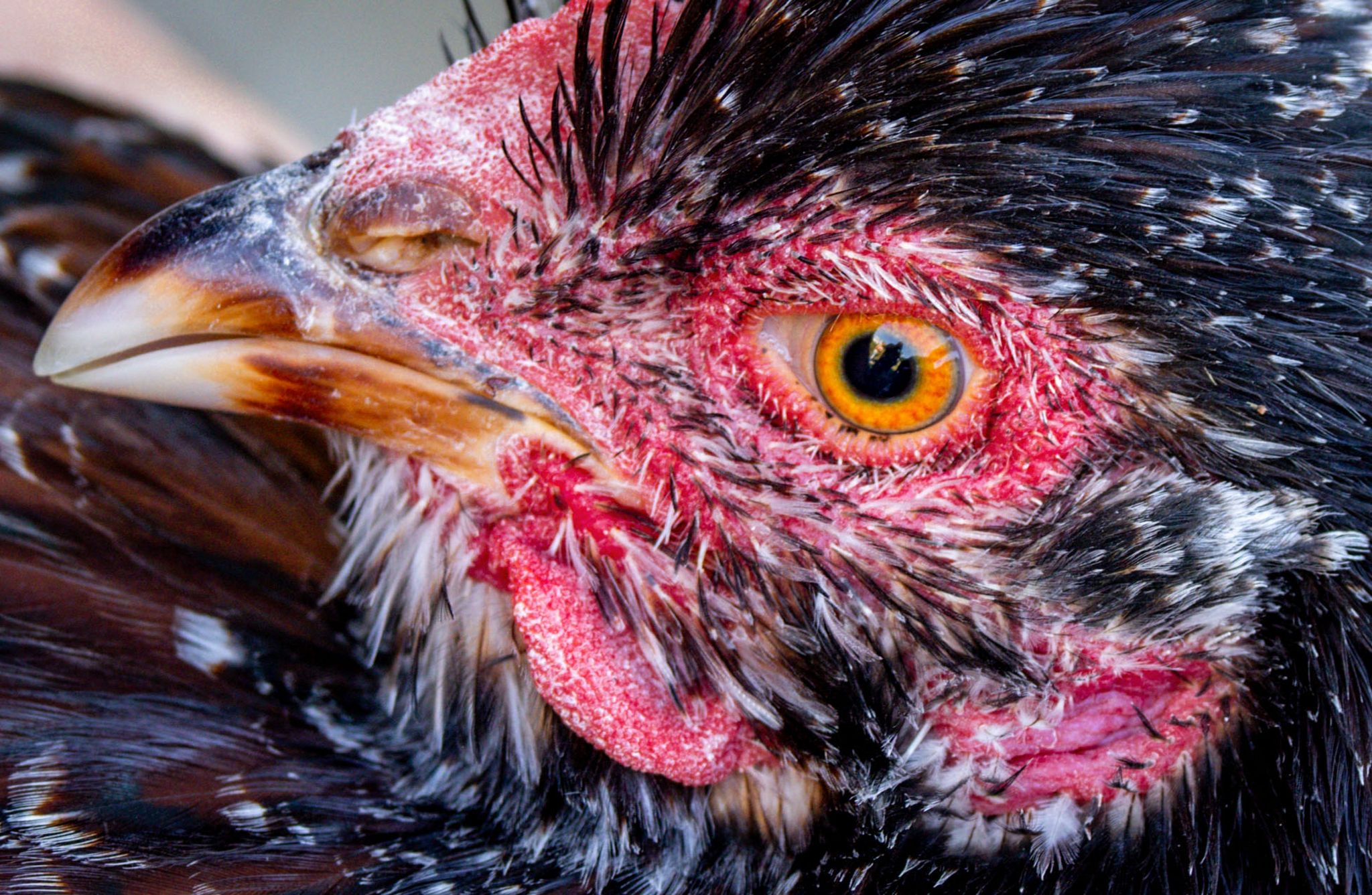 Das Bundesforschungsinstitut für Tiergesundheit, das Friedrich-Loeffler-Institut (FLI) schätzt, dass in diesem Herbst bislang mehr als 200.000 Hühner, Gänse, Enten und Puten nach Geflügelpestausbrüchen in den jeweiligen Haltungen getötet und entsorgt wurden, um die Ausbreitung der Seuche einzudämmen.(Illustration)