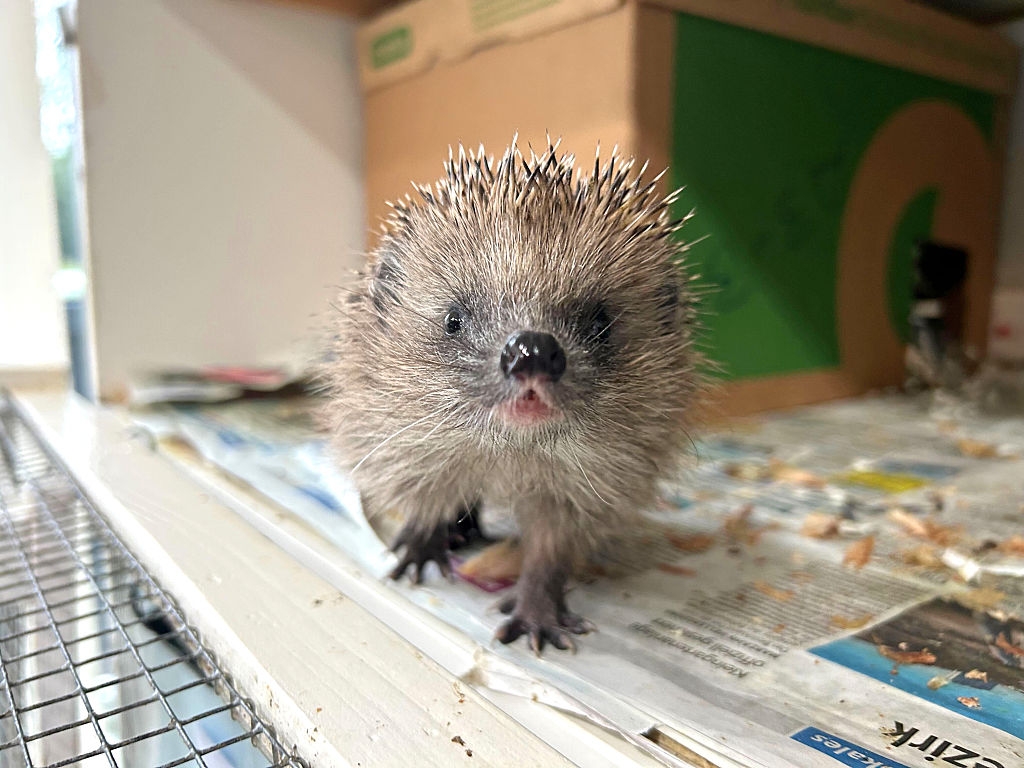 A hedgehog stands on newspaper, facing forward with its nose in focus. Surrounding area is a cluttered surface