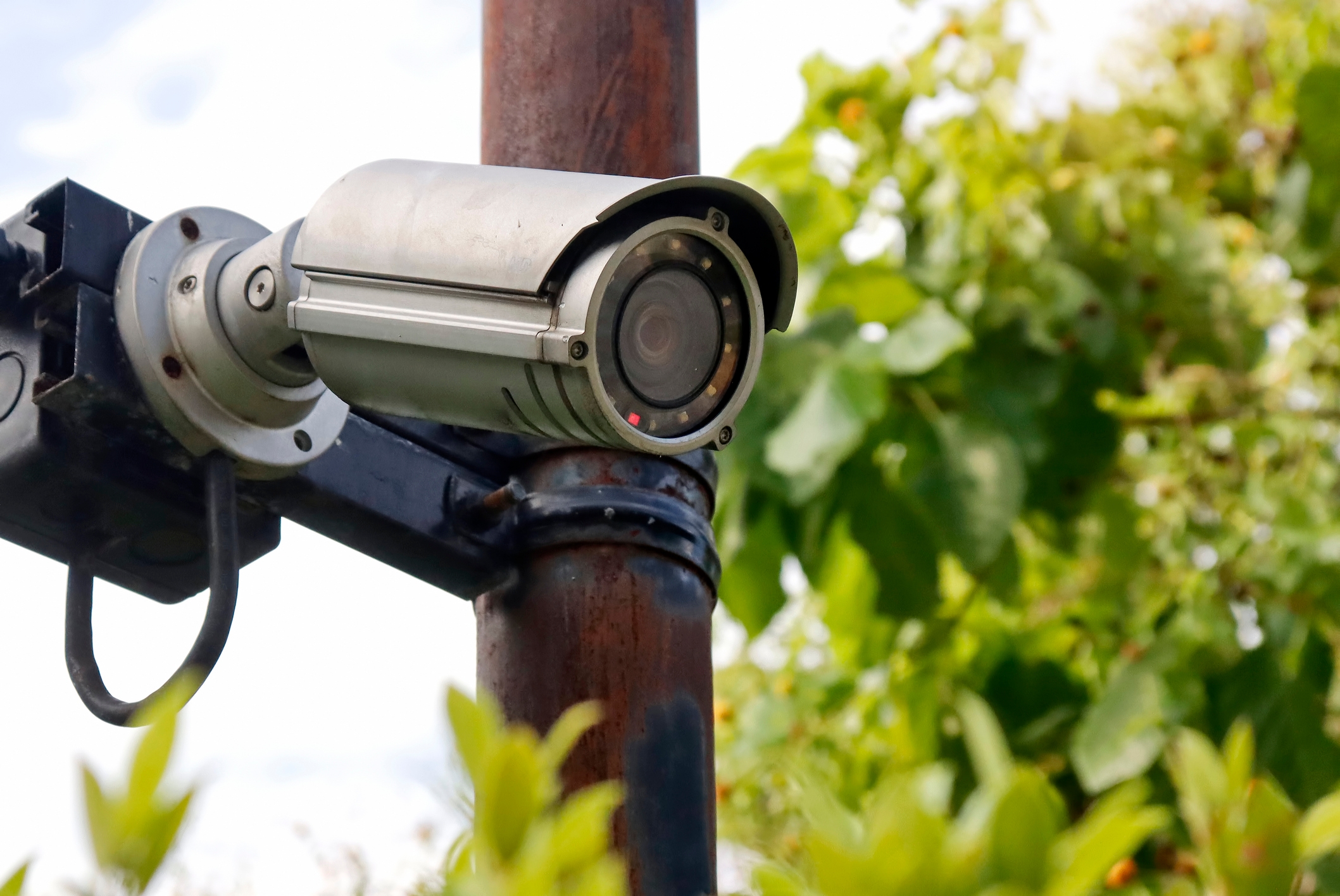 Security camera mounted on a pole, surrounded by green foliage