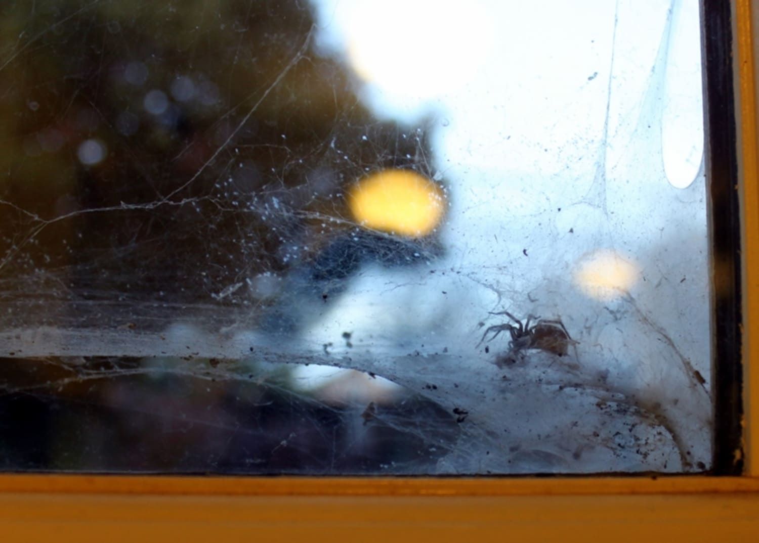 5 Cara Alami Mengusir Kecoa di Rumah