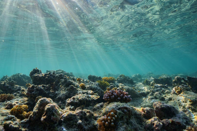 California passes law to phase out gillnet fishing in state waters to ...